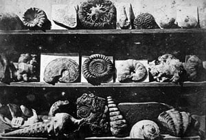 Lous_Jacques_Mande_Daguerre_Shells_and_Fossils_1839.sized